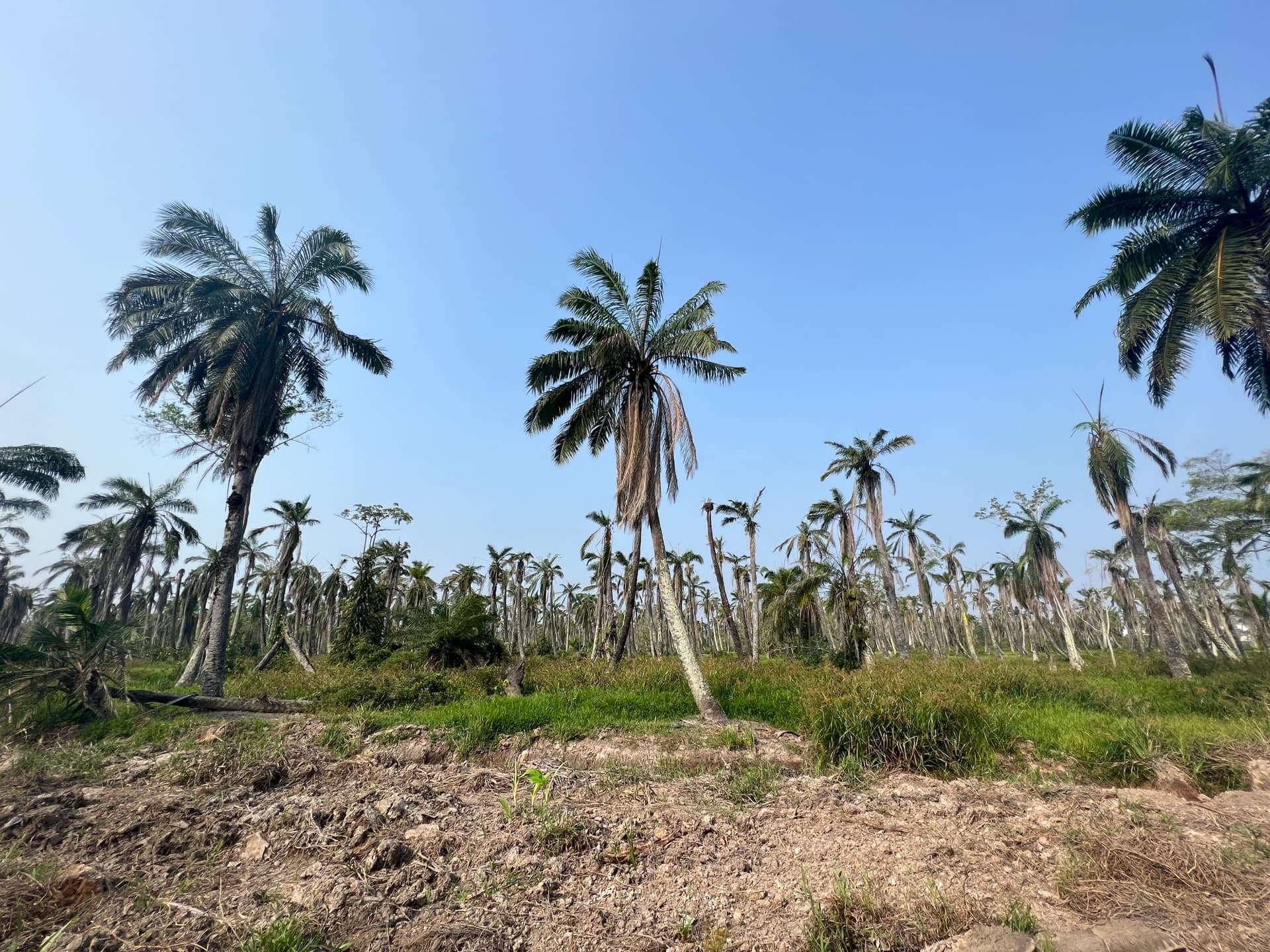 Industrial Land for Sale in Jenjarom, Kuala Langat, Selangor - 3